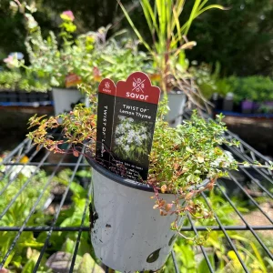 Live Herb Plant Collection - Ready to Grow Herb Garden Kit - 3-4 inch Pots - Indoor/Outdoor - Image 3