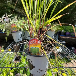 Live Herb Plant Collection - Ready to Grow Herb Garden Kit - 3-4 inch Pots - Indoor/Outdoor - Image 4
