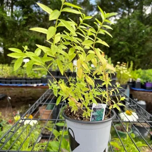 Live Herb Plant Collection - Ready to Grow Herb Garden Kit - 3-4 inch Pots - Indoor/Outdoor - Image 6