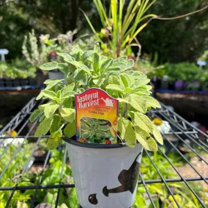 Live Herb Plant Collection - Ready to Grow Herb Garden Kit - 3-4 inch Pots - Indoor/Outdoor - Image 7