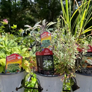 Live Herb Plant Collection - Ready to Grow Herb Garden Kit - 3-4 inch Pots - Indoor/Outdoor - Image 1