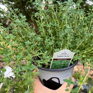 Live Herb Plant Collection - Ready to Grow Herb Garden Kit - 3-4 inch Pots - Indoor/Outdoor - Image 9