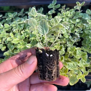 Live Herb Plant Plugs - Thyme Compact, French Thyme, Oregano Kent Beauty Culinary Starter Plants - Image 10