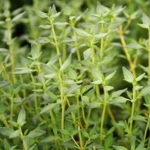 Live Herb Plant Plugs - Thyme Compact, French Thyme, Oregano Kent Beauty Culinary Starter Plants - Image 2