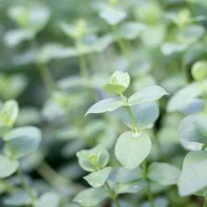 Live Herb Plant Plugs - Thyme Compact, French Thyme, Oregano Kent Beauty Culinary Starter Plants - Image 3