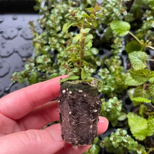 Live Herb Plant Plugs - Thyme Compact, French Thyme, Oregano Kent Beauty Culinary Starter Plants - Image 4
