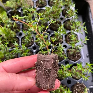 Live Herb Plant Plugs - Thyme Compact, French Thyme, Oregano Kent Beauty Culinary Starter Plants - Image 5