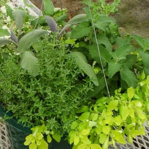 Live Herb Plant Plugs - Thyme Compact, French Thyme, Oregano Kent Beauty Culinary Starter Plants - Image 1