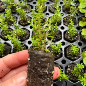 Live Herb Plant Plugs - Thyme Compact, French Thyme, Oregano Kent Beauty Culinary Starter Plants - Image 6