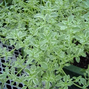 Live Herb Plant Plugs - Thyme Compact, French Thyme, Oregano Kent Beauty Culinary Starter Plants - Image 7