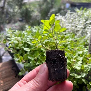 Live Herb Plant Plugs - Thyme Compact, French Thyme, Oregano Kent Beauty Culinary Starter Plants - Image 8