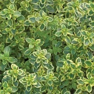 Live Herb Plant Plugs - Thyme Compact, French Thyme, Oregano Kent Beauty Culinary Starter Plants - Image 9