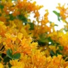 Lonicera 'Mandarin' Honeysuckle Vine Live Plant - Yellow/Orange Flowers - 4-6 Inch - Image 1