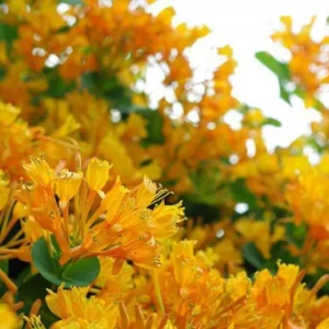Lonicera 'Mandarin' Honeysuckle Vine Live Plant - Yellow/Orange Flowers - 4-6 Inch - Image 1