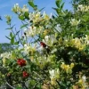 Lonicera 'Scentsation' Honeysuckle Live Plant - Fragrant Yellow Flowers - 10-18 Inch - Image 1