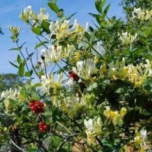 Lonicera 'Scentsation' Honeysuckle Live Plant - Fragrant Yellow Flowers - 10-18 Inch - Image 1