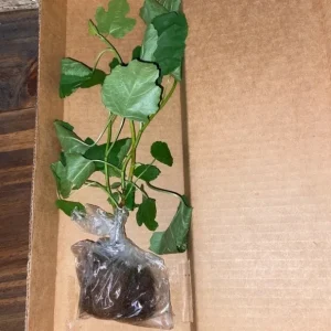 LSU Gold Fig Tree Live Plant - Ficus Carica Fruit Tree - 4-6 Inch Potted - Image 2
