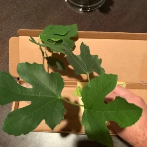 LSU Gold Fig Tree Live Plant - Ficus Carica Fruit Tree - 4-6 Inch Potted - Image 3