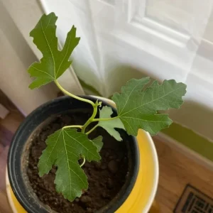 LSU Gold Fig Tree Live Plant - Ficus Carica Fruit Tree - 4-6 Inch Potted - Image 4