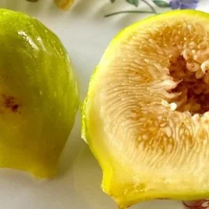 LSU Gold Fig Tree Live Plant - Ficus Carica Fruit Tree - 4-6 Inch Potted - Image 5