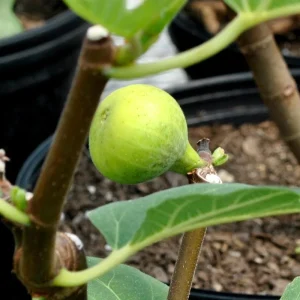 LSU Gold Fig Tree Live Plant - Ficus Carica Fruit Tree - 4-6 Inch Potted - Image 6