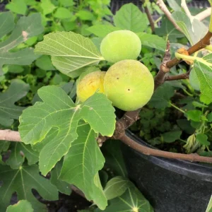 LSU Gold Fig Tree Live Plant - Ficus Carica Fruit Tree - 4-6 Inch Potted - Image 7