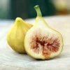 LSU Gold Fig Tree Live Plant - Ficus Carica Fruit Tree - 4-6 Inch Potted - Image 1