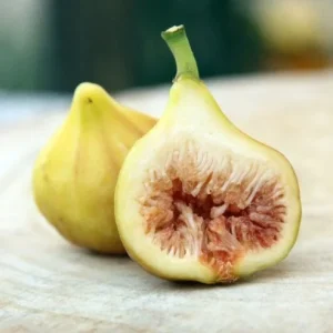 LSU Gold Fig Tree Live Plant - Ficus Carica Fruit Tree - 4-6 Inch Potted - Image 1