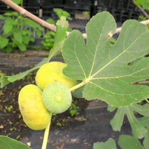 LSU Gold Fig Tree Live Plant - Ficus Carica Fruit Tree - 4-6 Inch Potted - Image 8