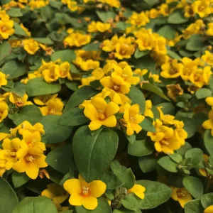Lysimachia Procumbens 'Golden Globes' Live Plant, 5-9 in, Pack of 2, Outdoor - Image 4