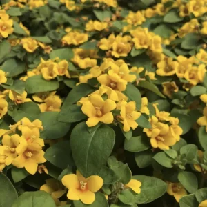 Lysimachia Procumbens 'Golden Globes' Live Plant, 5-9 in, Pack of 2, Outdoor - Image 5