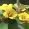 Lysimachia Procumbens 'Golden Globes' Live Plant, 5-9 in, Pack of 2, Outdoor - Image 1