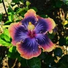 Madagascar Hibiscus Moscheutos Cuttings - 7 Pack Starter Live Plant - Image 1