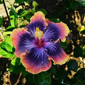 Madagascar Hibiscus Moscheutos Cuttings - 7 Pack Starter Live Plant - Image 1