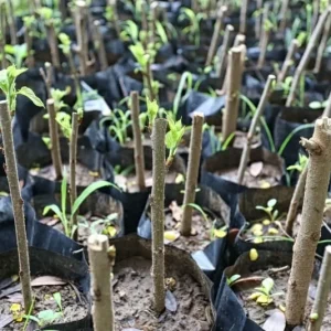 Madagascar Hibiscus Moscheutos Mallow Starter Cuttings - 7 Pack Live Plant - Image 2