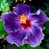 Madagascar Hibiscus Moscheutos Mallow Starter Cuttings - 7 Pack Live Plant - Image 1