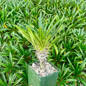 Madagascar Palm Live Plant, Pachypodium Lamerei, Rare Succulent, 3 inch Pot - Image 2