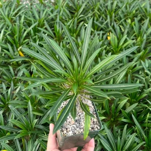 Madagascar Palm Live Plant, Pachypodium Lamerei, Rare Succulent, 3 inch Pot - Image 3