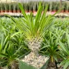 Madagascar Palm Live Plant, Pachypodium Lamerei, Rare Succulent, 3 inch Pot - Image 1