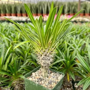 Madagascar Palm Live Plant, Pachypodium Lamerei, Rare Succulent, 3 inch Pot - Image 1