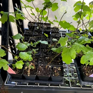 Magnolia Fig Tree - Fruiting Live Plant - Ficus Carica - Outdoor, Full Sun - Image 3