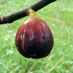 Magnolia Fig Tree - Fruiting Live Plant - Ficus Carica - Outdoor, Full Sun - Image 1