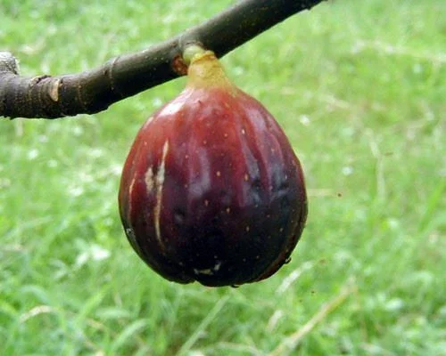 Magnolia Fig Tree - Fruiting Live Plant - Ficus Carica - Outdoor, Full Sun - Image 1