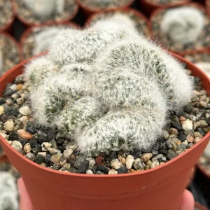 Mammillaria Baumii Crest Live Plant - Rare Brain Cactus, White Cactus - 4-6 inch Pot - Image 2