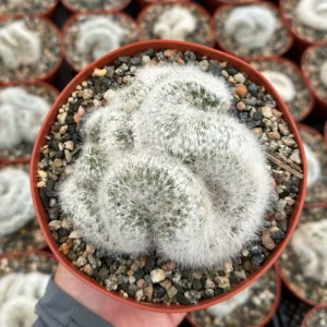 Mammillaria Baumii Crest Live Plant - Rare Brain Cactus, White Cactus - 4-6 inch Pot - Image 3