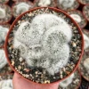 Mammillaria Baumii Crest Live Plant - Rare Brain Cactus, White Cactus - 4-6 inch Pot - Image 1