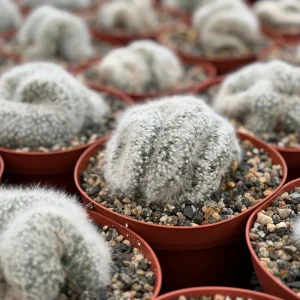 Mammillaria Baumii Crest Live Plant - Rare Brain Cactus, White Cactus - 4-6 inch Pot - Image 4