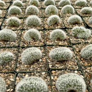 Mammillaria Baumii Crest Live Plant - Rare Brain Cactus, White Cactus - 4-6 inch Pot - Image 5