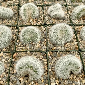 Mammillaria Baumii Crest Live Plant - Rare Brain Cactus, White Cactus - 4-6 inch Pot - Image 6