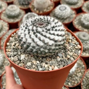 Mammillaria Chionocephala Live Plant - Snowball Cactus - Powder Puff Cactus - 4 inch or 6 inch Pot - Image 2